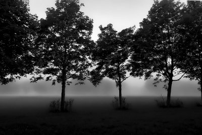trees and morning mist
