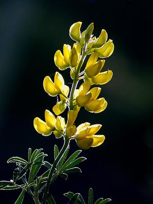 1 Dec 05 - Backlit Lupin