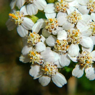 White Weed Flowers (II)