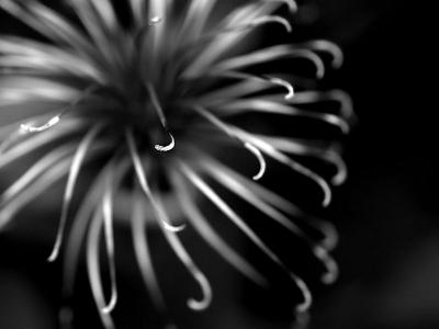 Black and White Star Burst