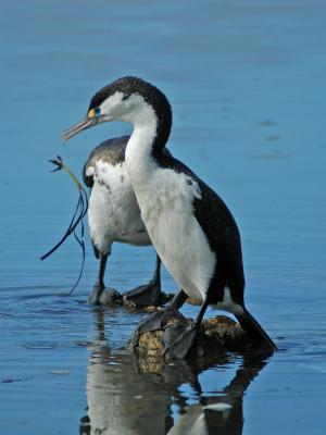 Pied Shags Drop Grass