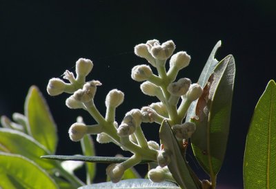Flower Buds from a Pohutakawa