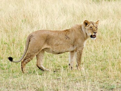 Lioness - Masai Mara