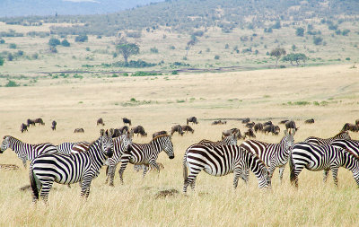 Zebras - Masai Mara