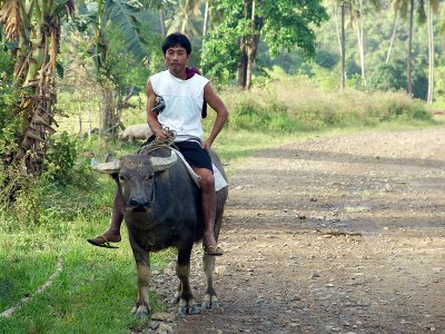 Local farmer