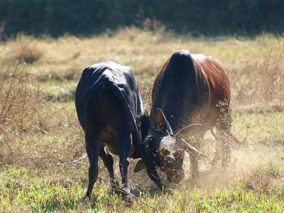 Bull fight