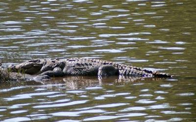 Crocodile in Dandeli