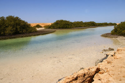 Mangroves