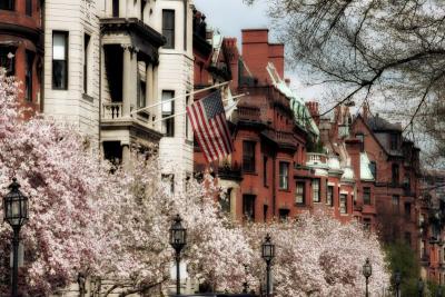 Spring Magnolias in Back Bay I - MS