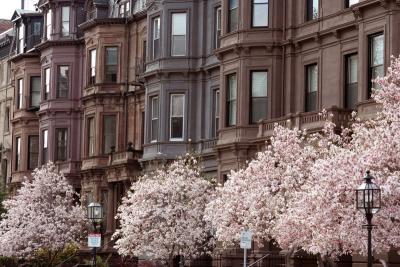 Spring Magnolias in Back Bay III