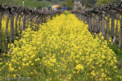 Napa Spring Mustard Bloom