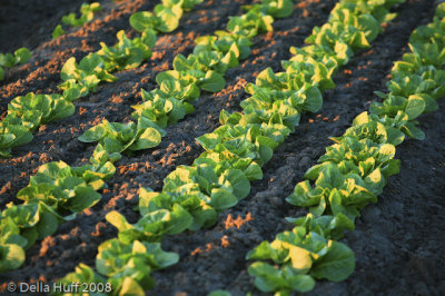 Young Lettuces in Salinas, California