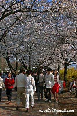 Seoul In Spring