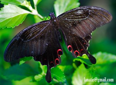 Butterfly Park