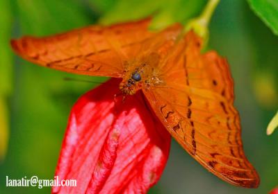 Butterfly Park