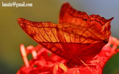 Butterfly Park