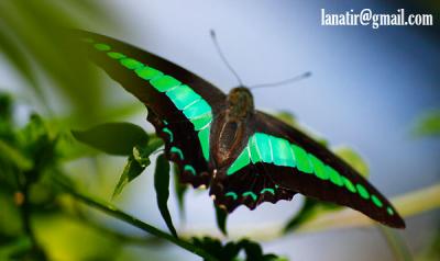 Butterfly Park