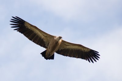 IMG_4265.jpg