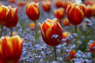 Flowers
