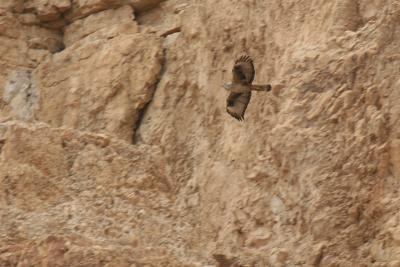 Yehuda desert 17-3-2006