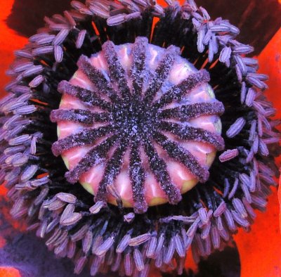 mom'spoppy-cropped003.jpg
