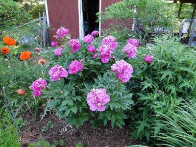 peony006.JPG