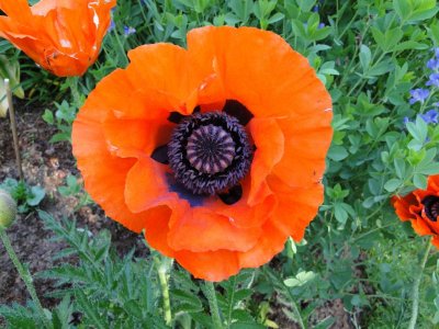 poppy009.JPG