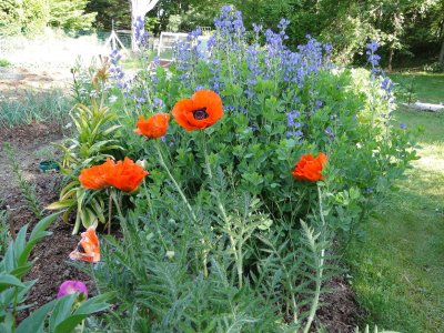 poppybaptisia010.JPG