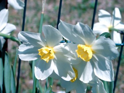 fencedaffs.JPG