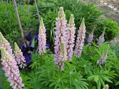 lupine3.JPG