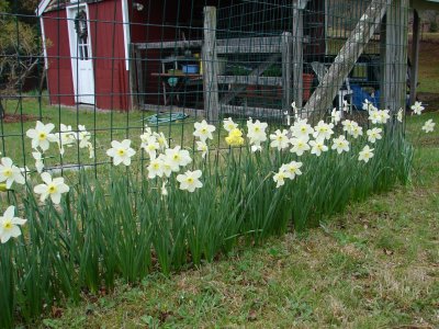 peter'sdaffs.JPG