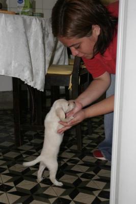 Puppy