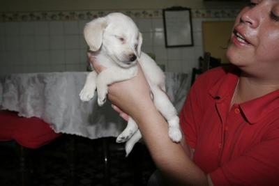 Puppy