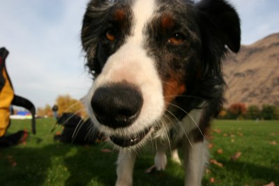 Dog