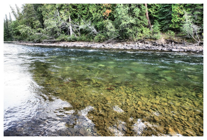 Kokanee Salmon