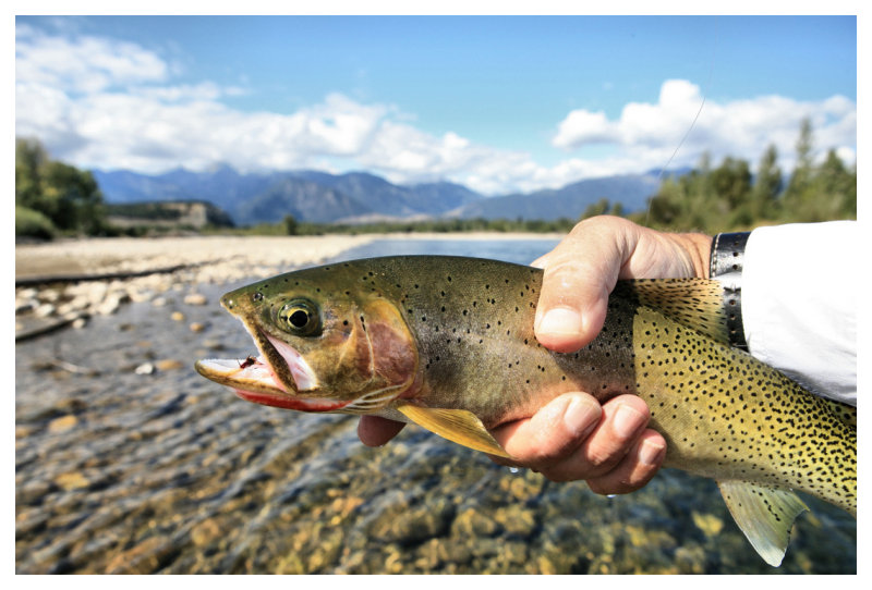 Cuttie in Hand