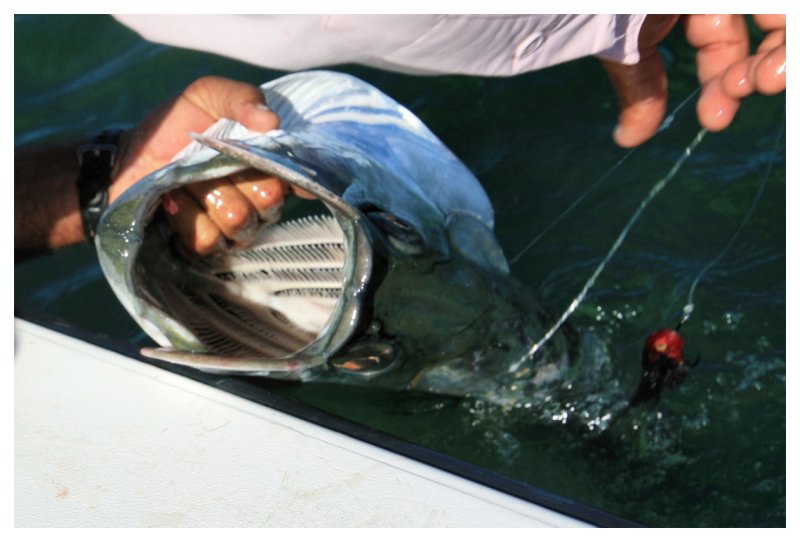 Gill Rakers