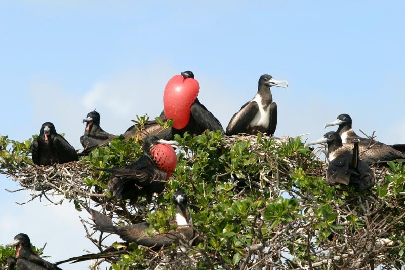 Frigate Birds