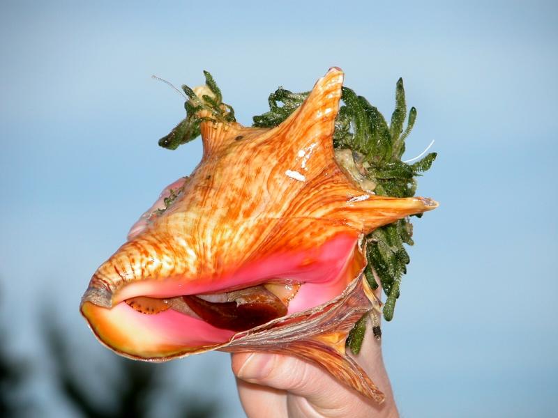 Conch!