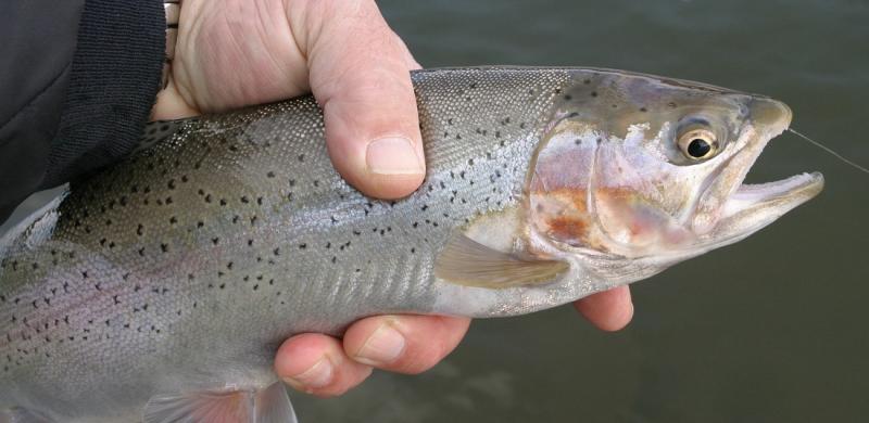 Rainbow Trout