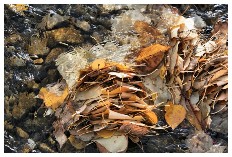 Leaf Jam