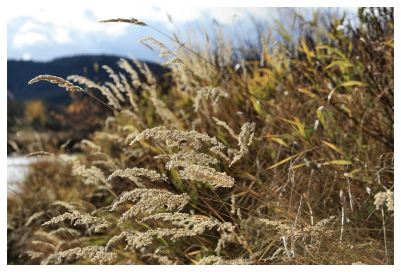 Lacey Grass