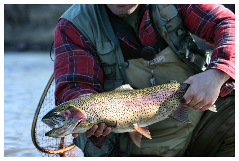 Rainbow Trout