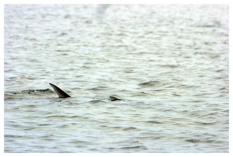 Tarpon Fin and Tail