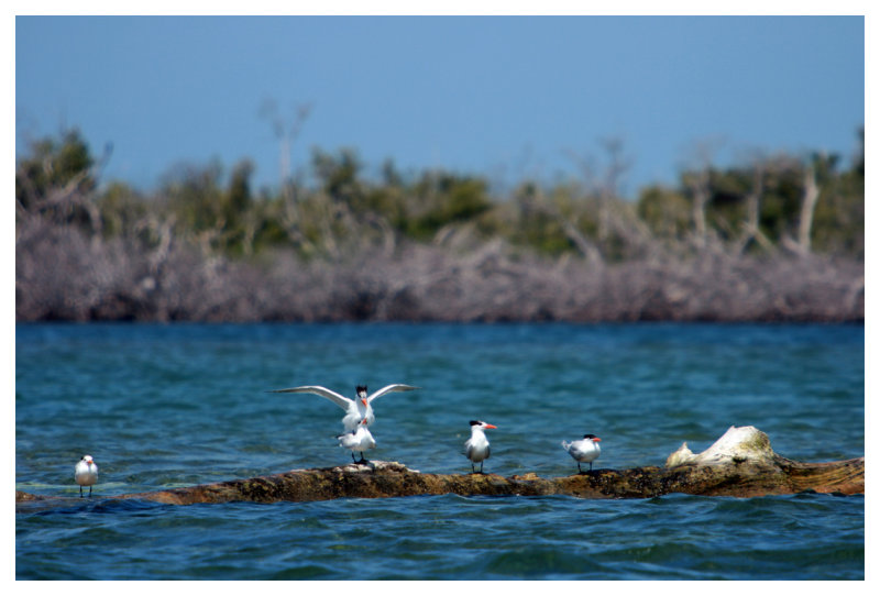 Love Amongst the Terns
