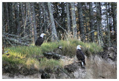 Eagles at Crean Lake