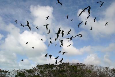 Frigate Birds