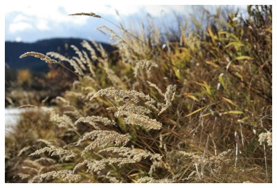 Lacey Grass