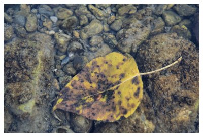 Decaying Leaf, Underwater