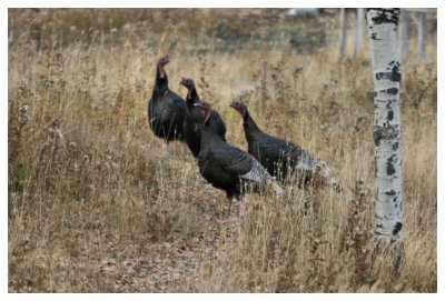 Wild Turkeys near Burmis Lake